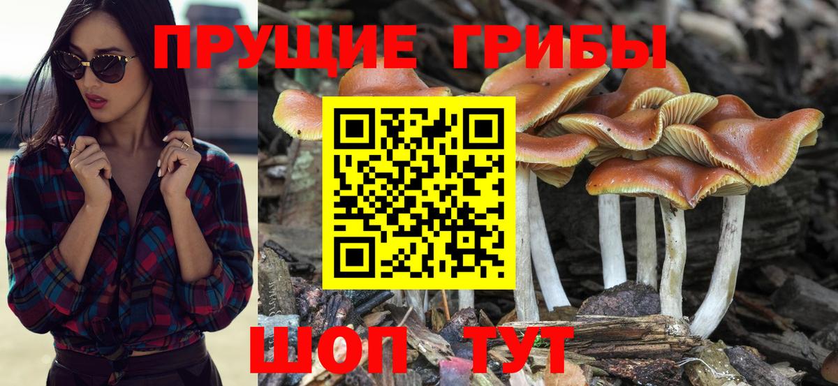 Галлюциногенные грибы прущие грибы  Псилоцибиновые грибы Psilocybe  Вход с VPN  Бирск 